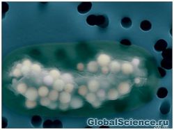 У цианобактерий обнаружили кости