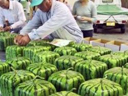 Мифы о модифицированных продуктах выгодны