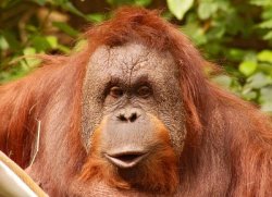 Орангутанги осваивают iPad  Орангутанги осваивают iPad