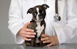 Ветеринарная клиника "Кот Матроскин": отзывы наших довольных клиентов - лучшая награда 