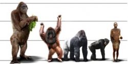 Почему вымерли гигантские предки человекоподобных обезьян?
